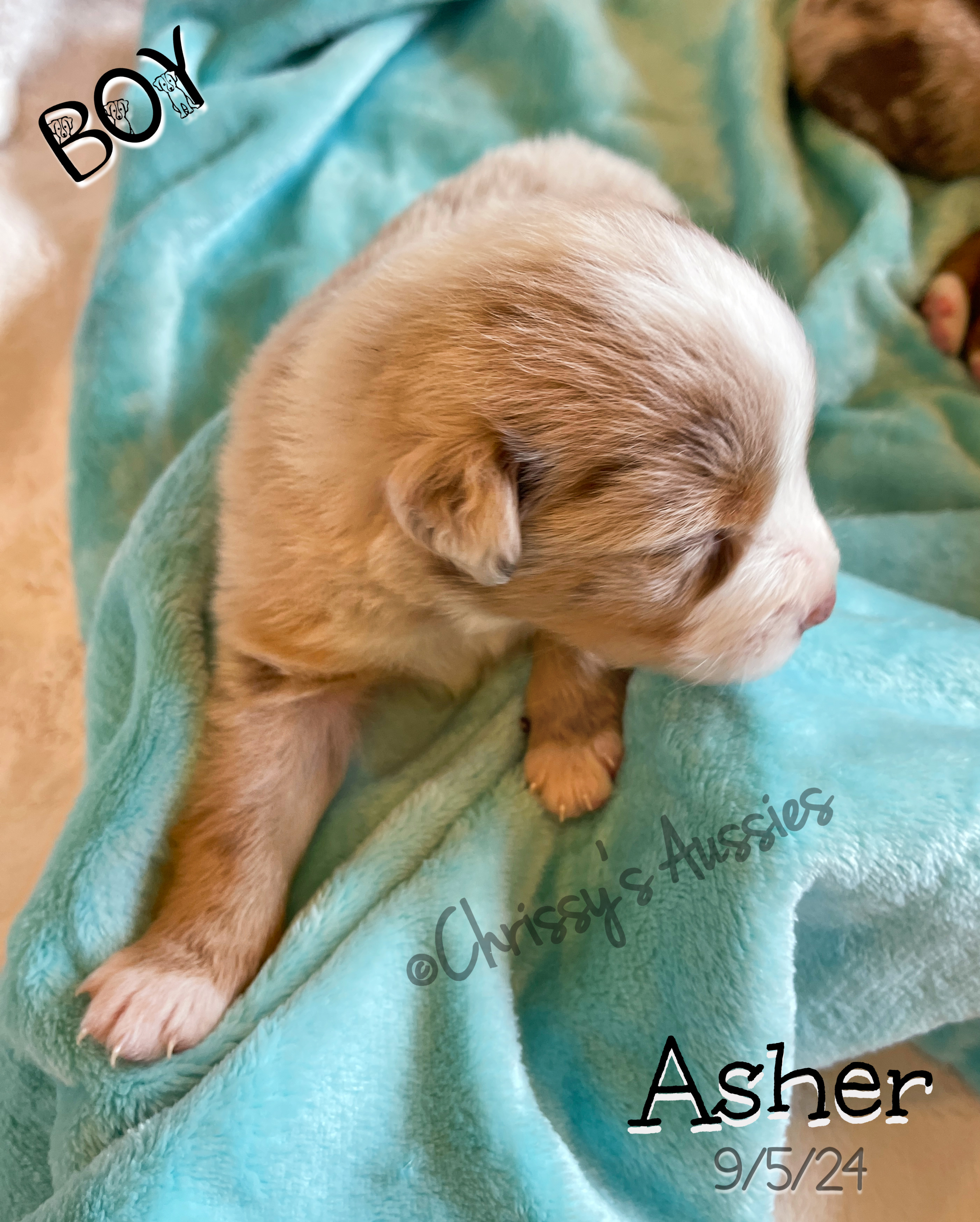 Asher1