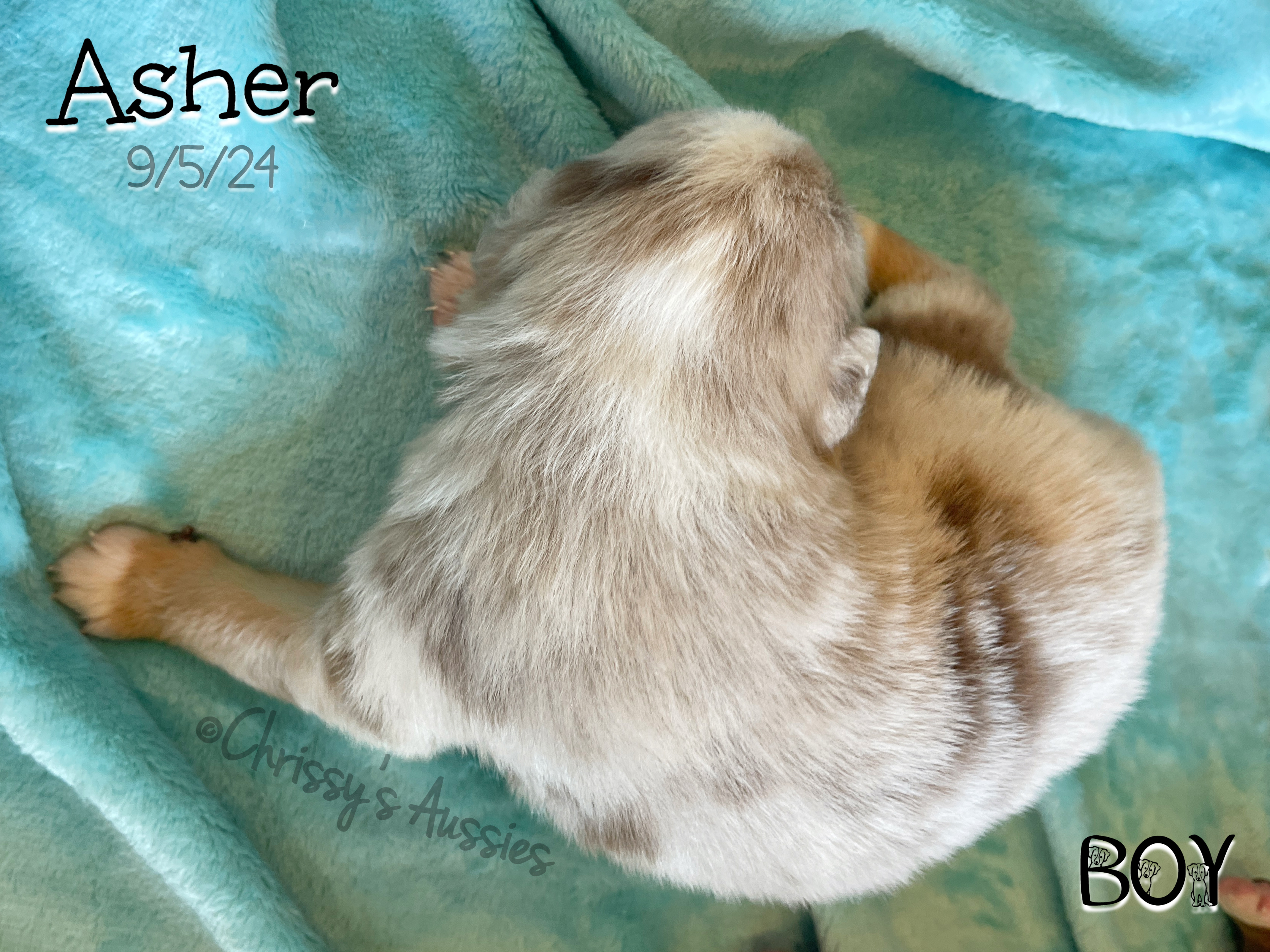Asher2