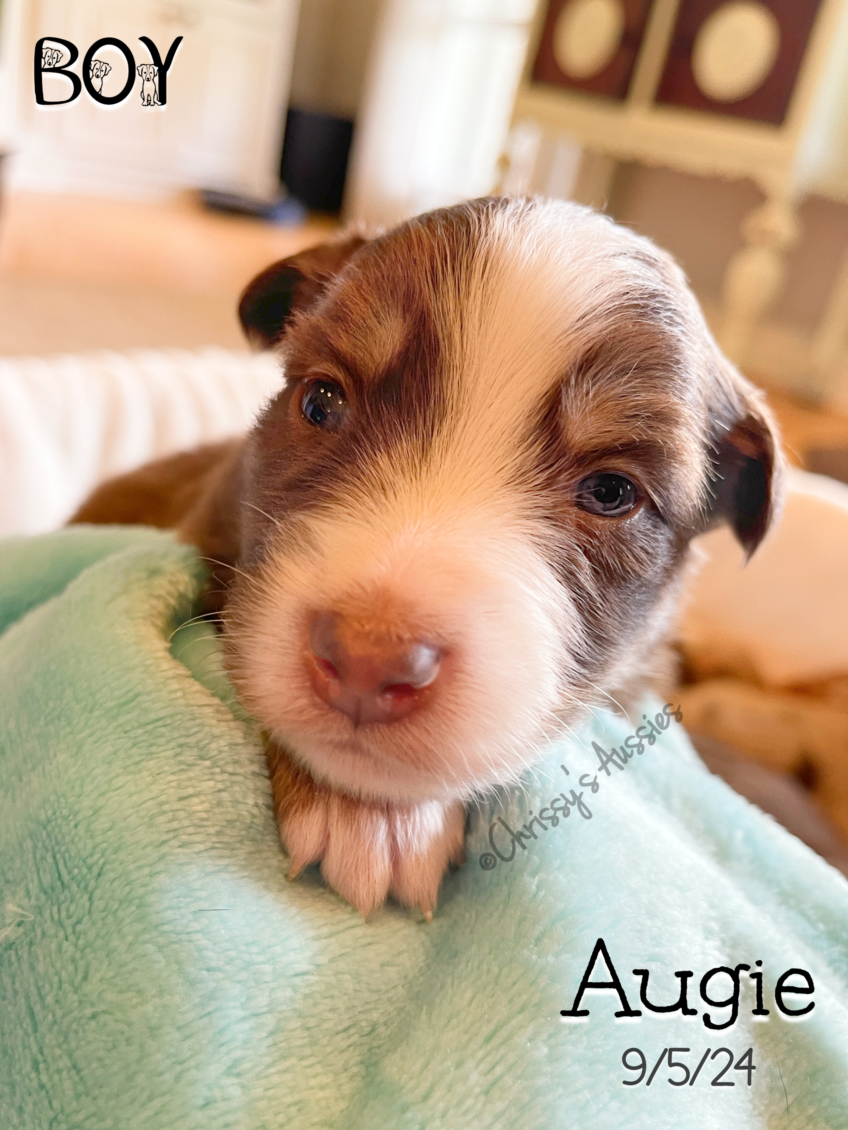 Augie