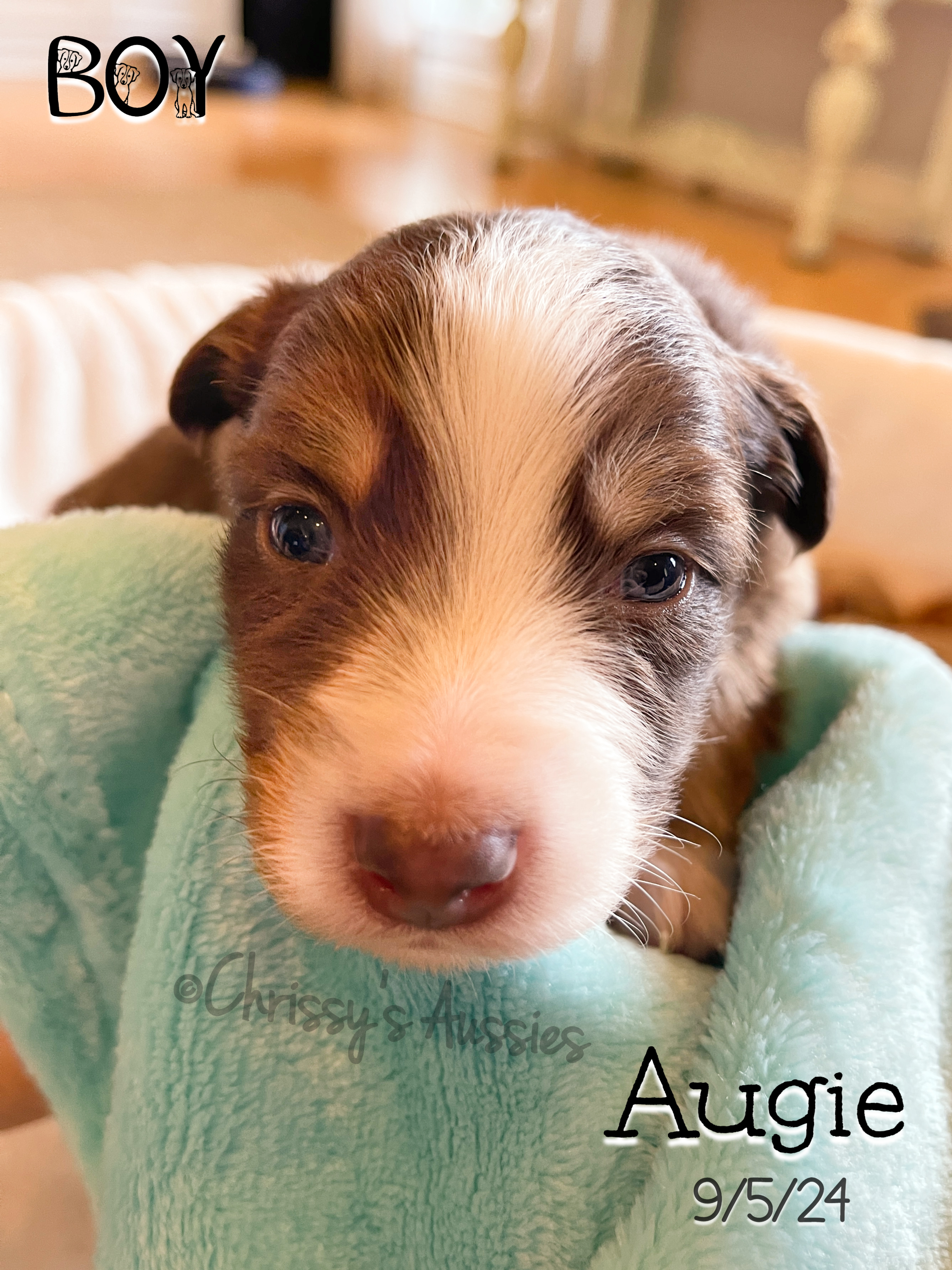 Augie1