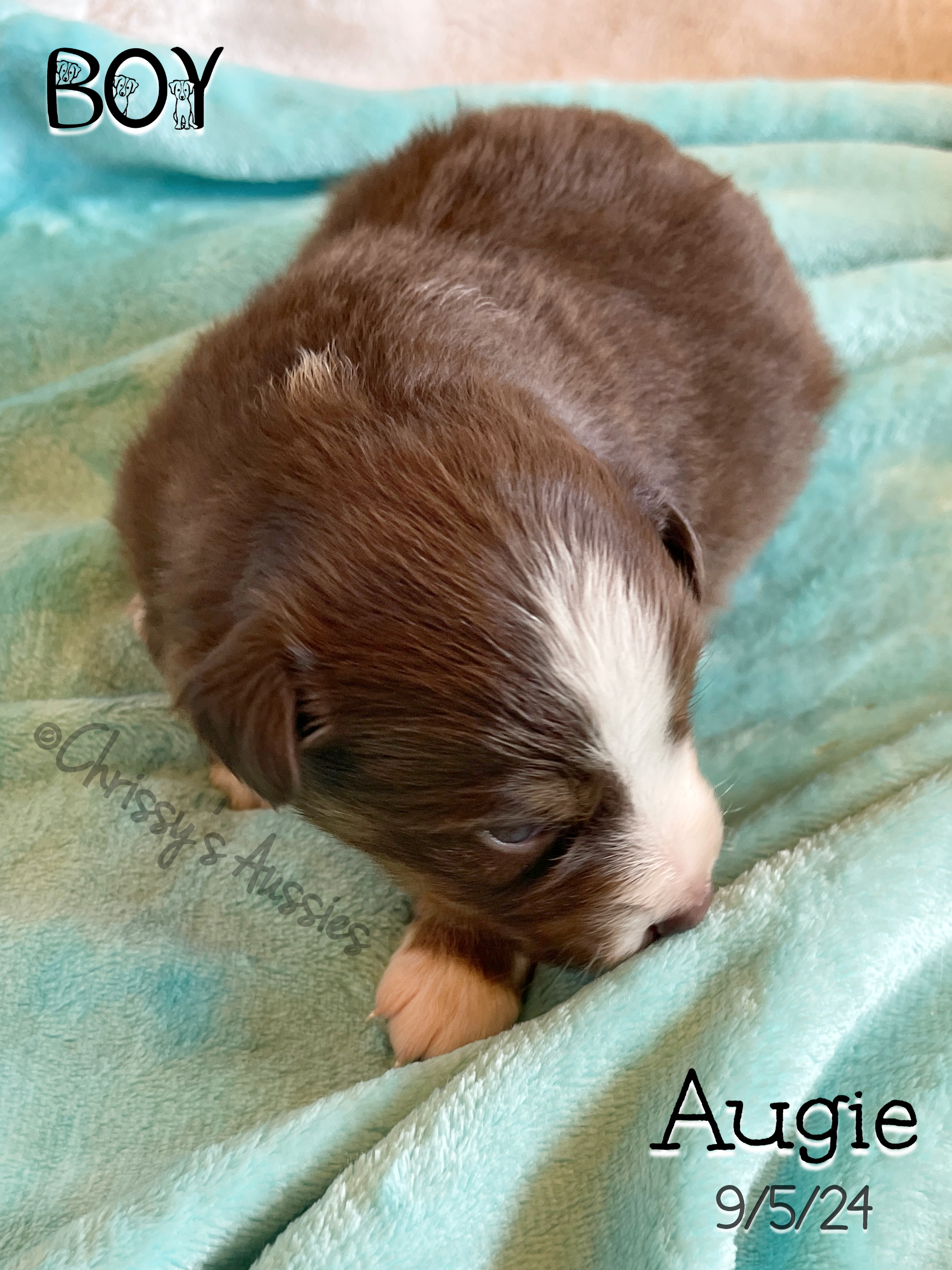 Augie2