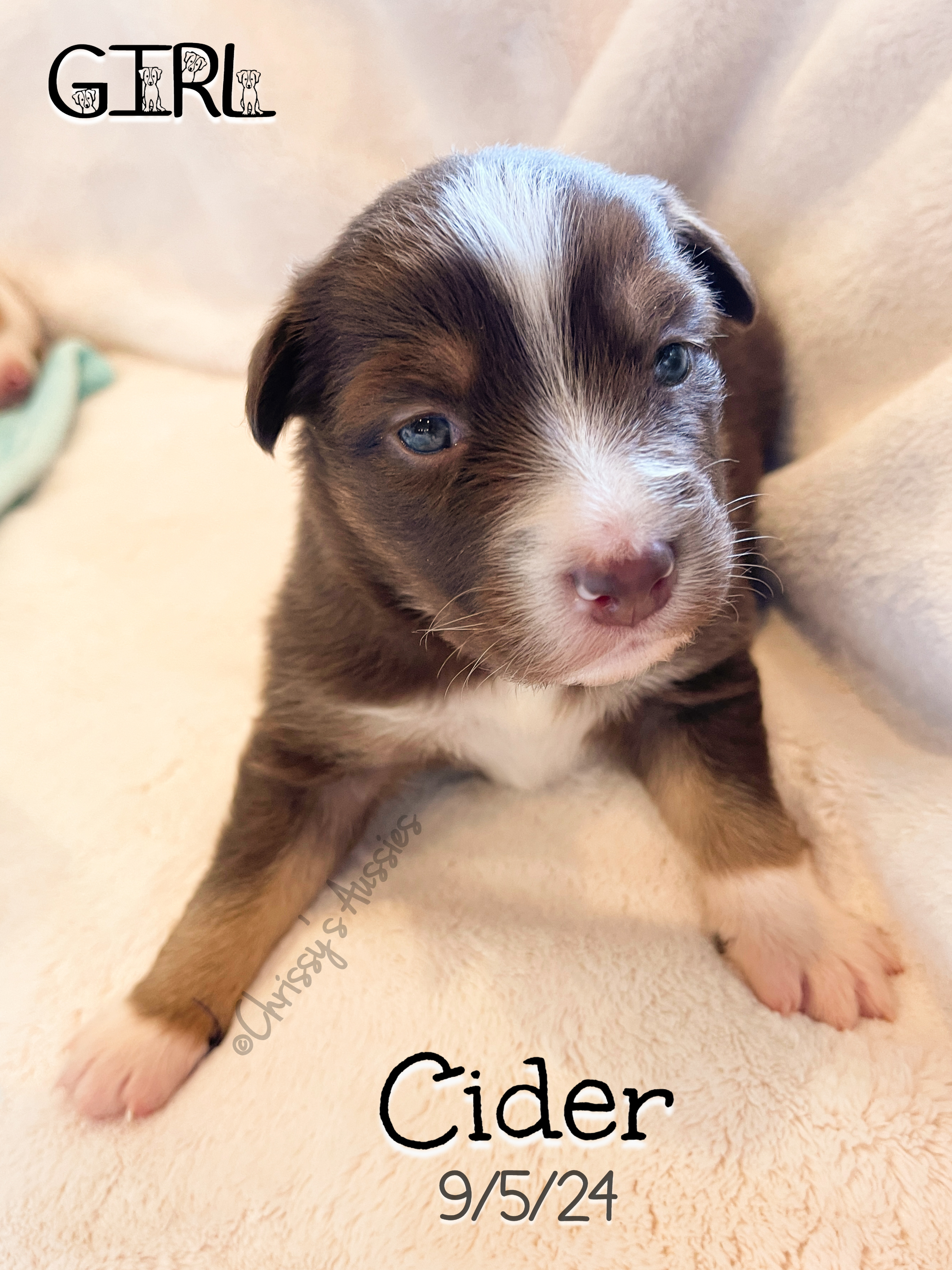 Cider1
