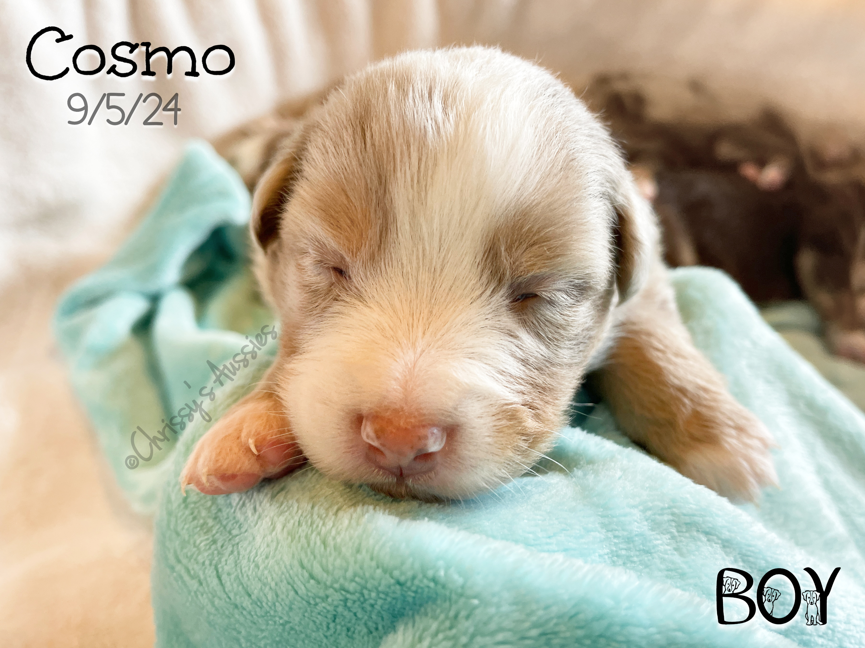 Cosmo