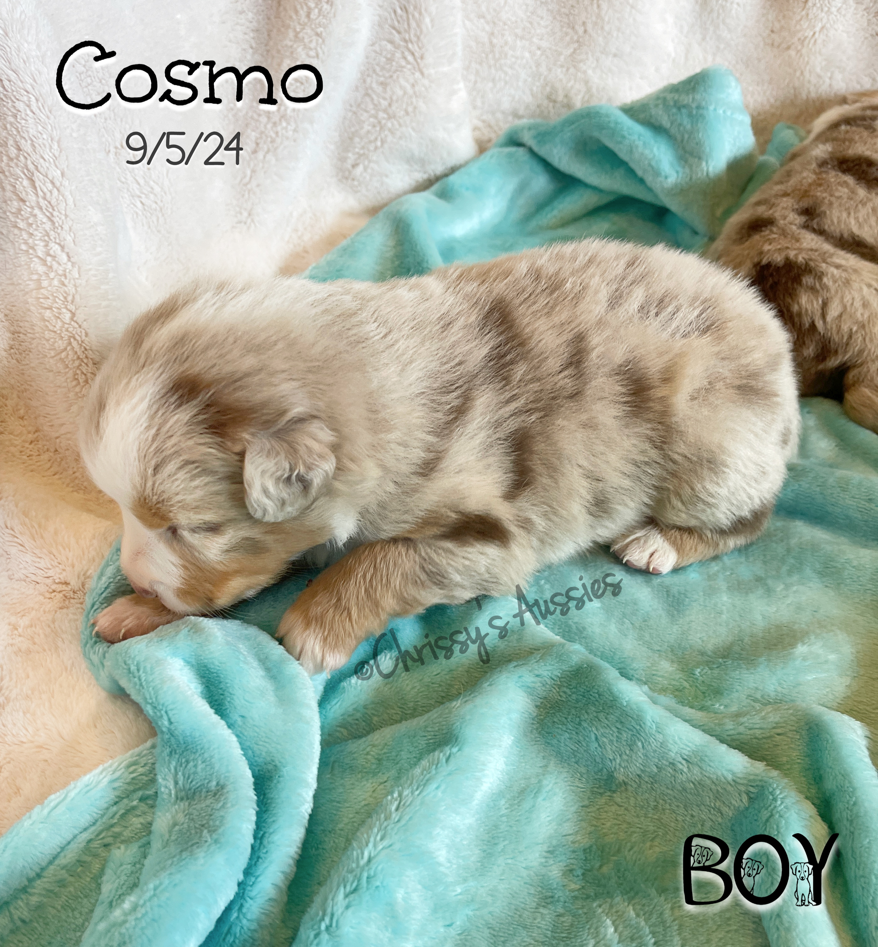 Cosmo1