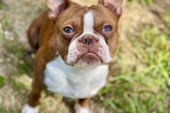 Cayenne