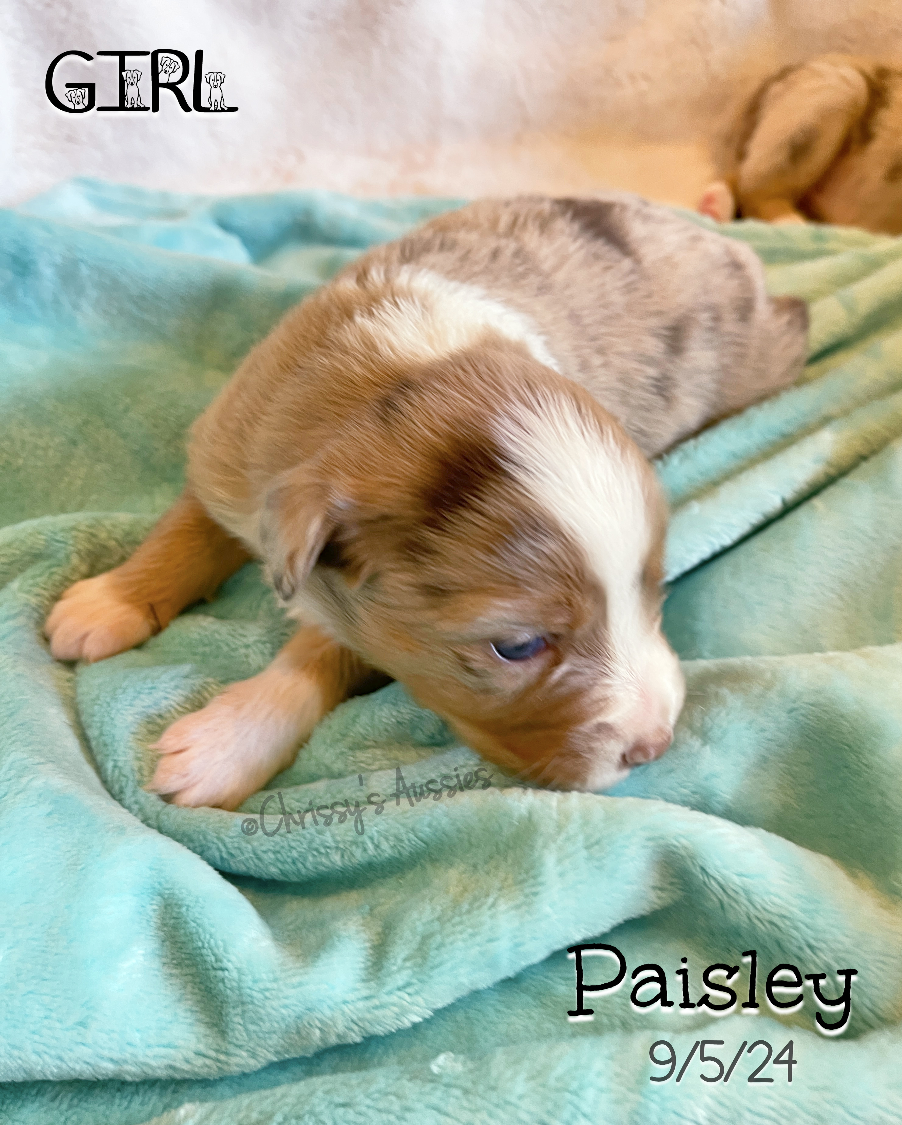 Paisley1