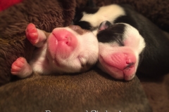 Bostie Babies