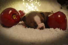 Bostie Baby