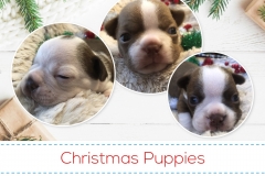 Christmaspups