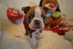 Dash