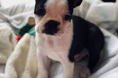Louis