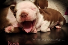 Nova