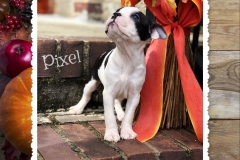 Pixel