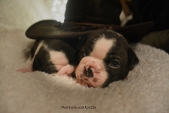 Bostie Babies