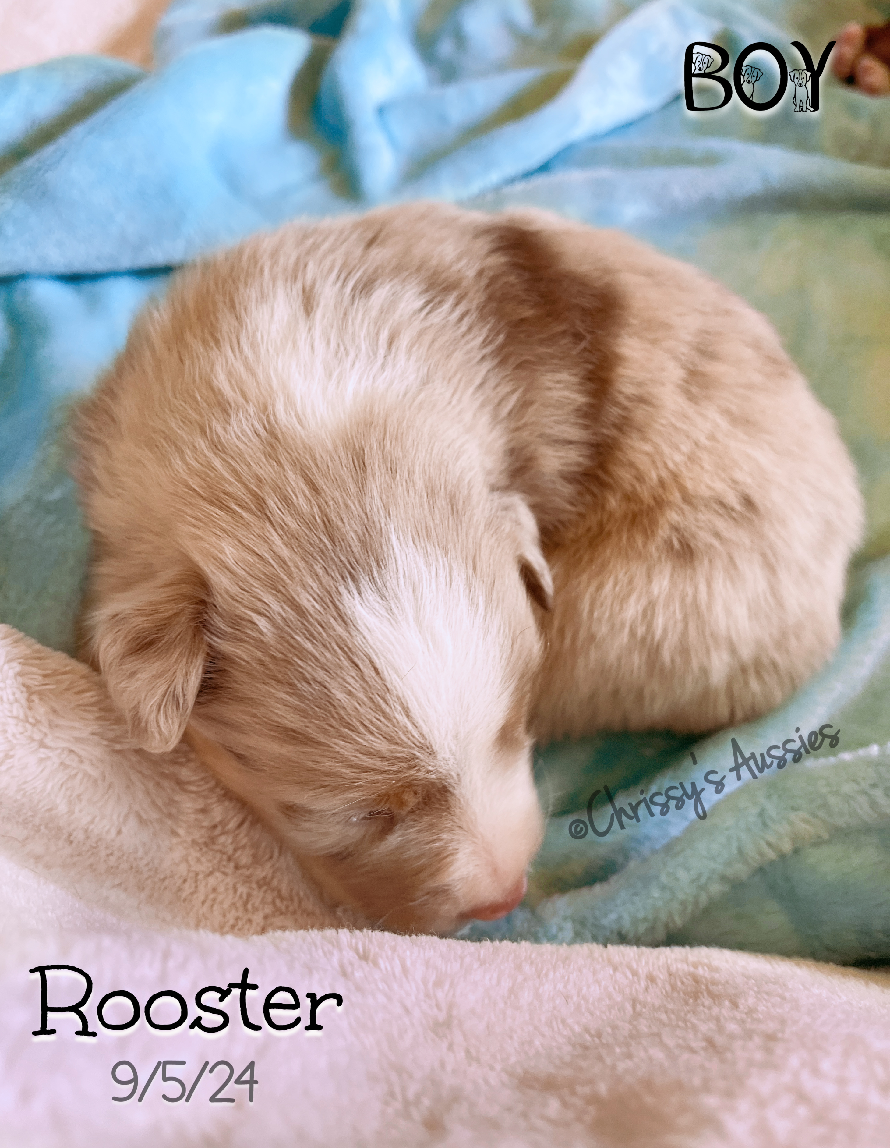 Rooster2